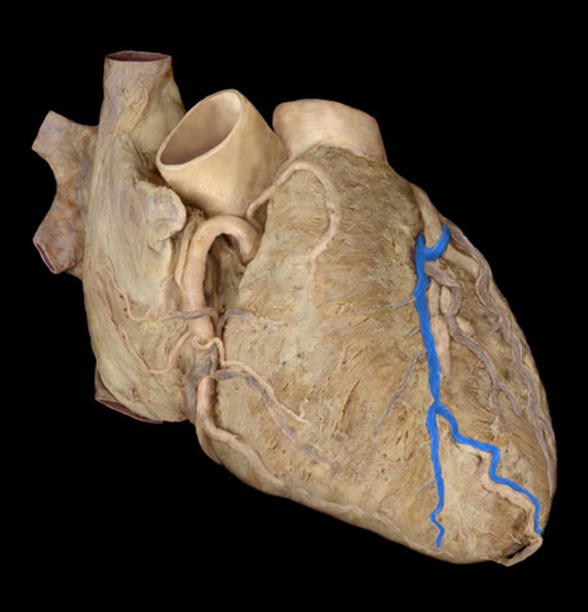 <p>great cardiac vein</p>