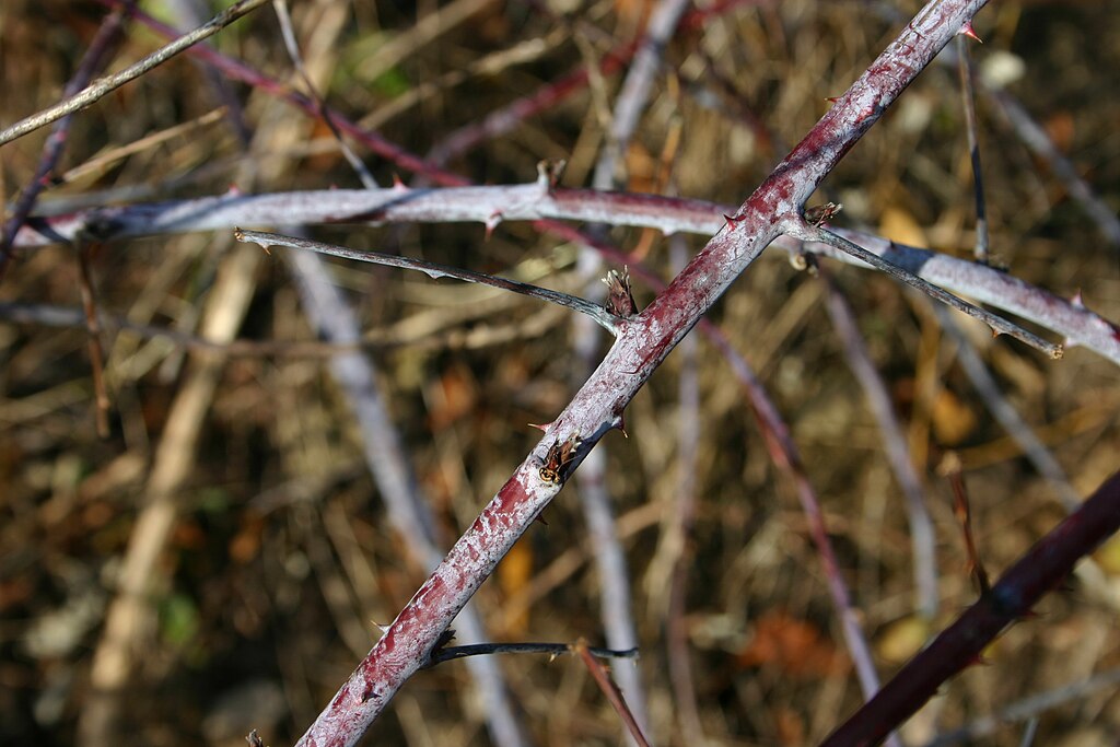<p>Black raspberry (winter)</p>