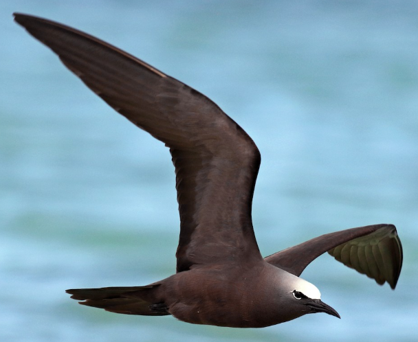 <p>What bird is this? </p>