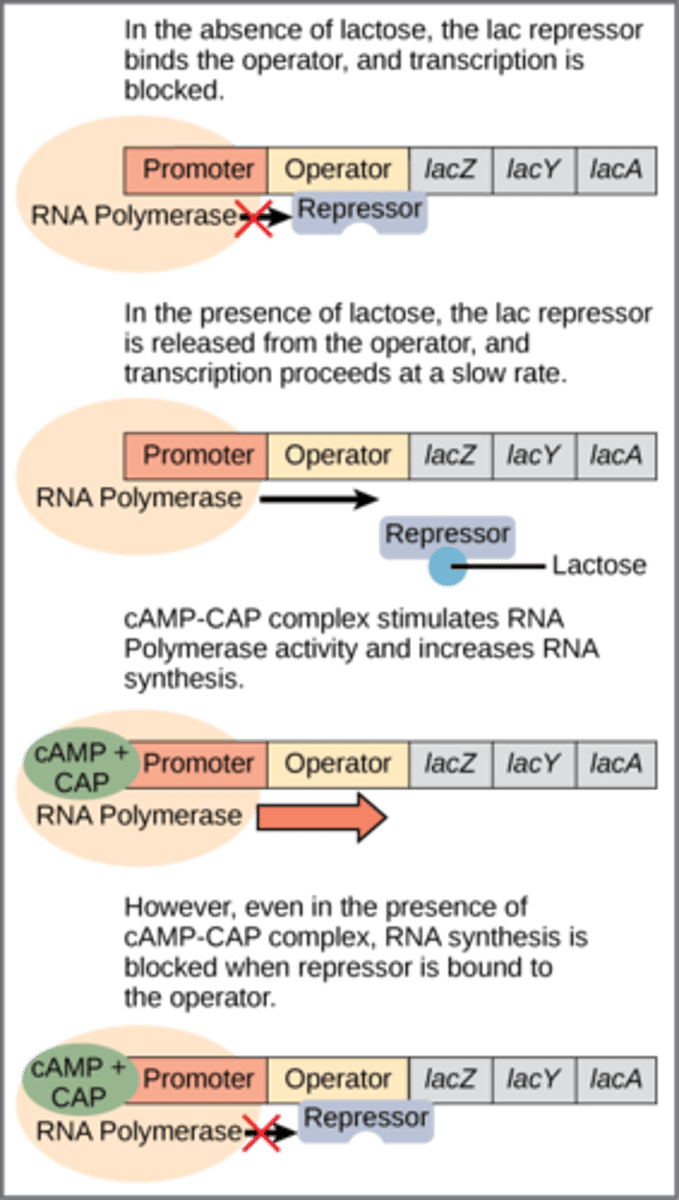 <p>inducible operon that codes for lactase</p><p></p><p>it is energetically more expensive to digest lactose than glucose, so the operon is only <span class="bgP">active when glucose is absent</span> and <span class="bgP">lactose is present</span>: <span class="bgB">repressor falls off when bound to lactose</span>, and Catabolite Activator Protein (<span class="bgB">CAP) activates the promoter in low glucose once cAMP</span> (increased in low glucose) binds to it and it conformationally changes</p>