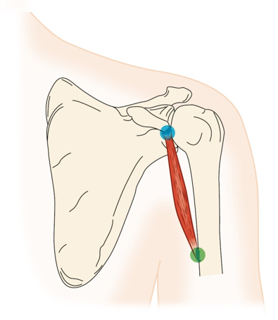 <p>Coracobrachialis muscle - Nerve</p>