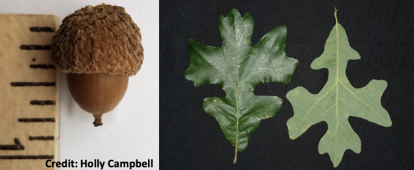 <p>Family<br>Genus<br>Species<br>Common Name</p>