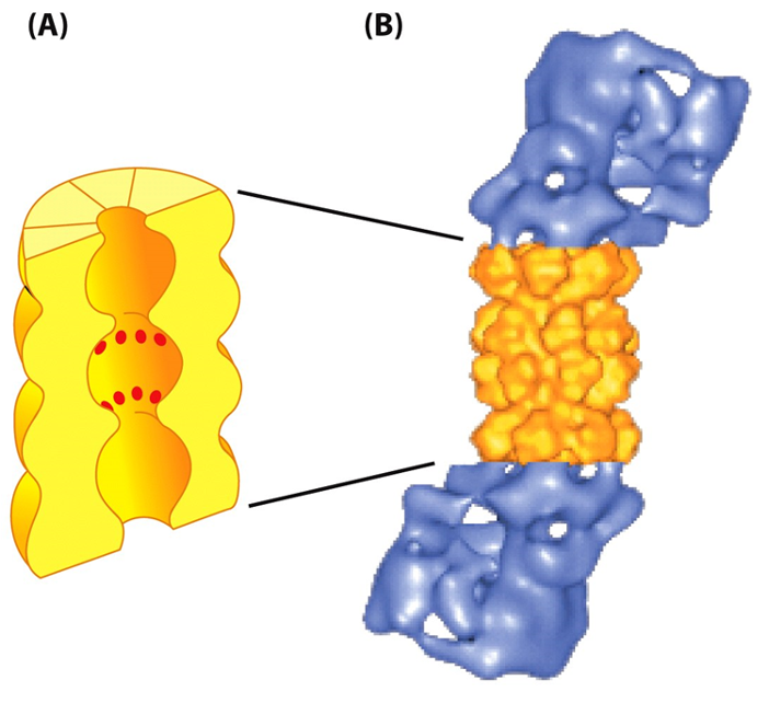 <p>the proteosome </p><p></p><p><span>•Protein destruction machine</span></p><p><span>•Abundant-ATP dependent protease</span></p><p><span>•Found in cytosol and nucleus</span></p>