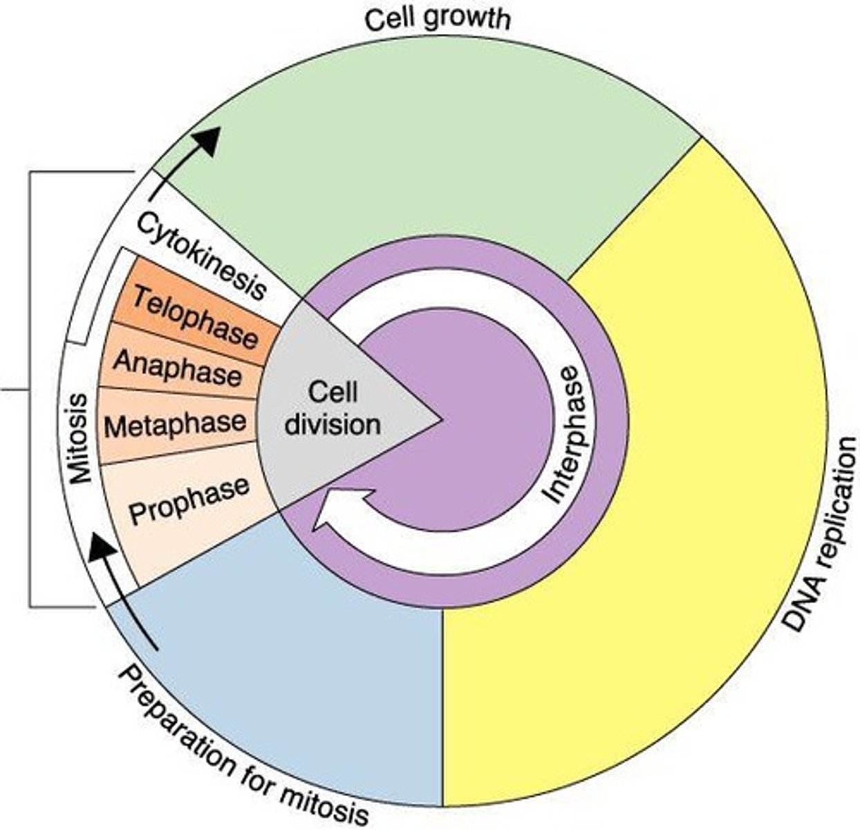 <p>Longest phase of the cell cycle; normal function.</p>