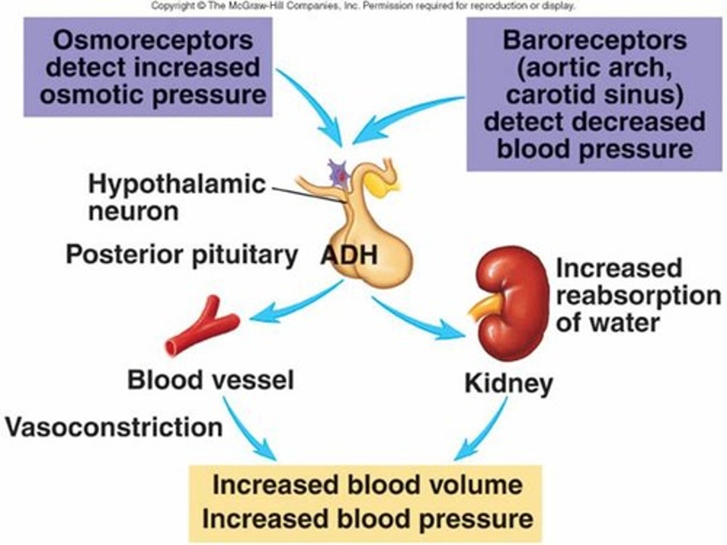 <p>negative feedback; osmoreceptors; ADH targets kidneys and arterioles (small blood vessels) and causes vasal constriction, can work on special parts on the kidney to stimulate reabsorption of water and decreasing urine output. increase in blood volume (too much water in the blood) causes decrease in ADH, vice versa</p>