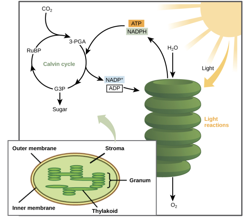 <p><span><span>The light reactions generate ATP via photophosphorylation which is used to power the carbon fixation reactions. All the ATP synthesized in the light reactions is hydrolyzed in the stroma. </span><strong><span>In which of the following stages is ATP hydrolyzed?</span></strong></span></p>