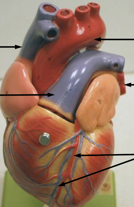 <p>identify the blood vessels at the tip of the pointer</p>