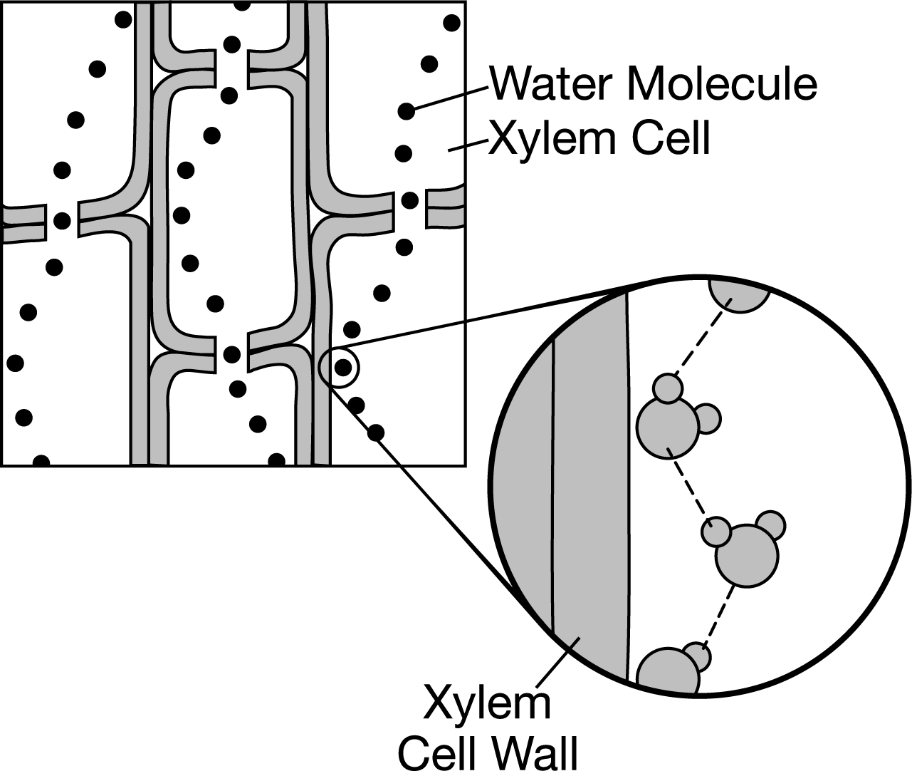 <p><span>The diagram shows how water can adhere to the xylem in the stems of plants, which contributes to water movement in the plant. Which of the following best explains how water is able to move upward from the roots of a plant, through its xylem in the stem, and out to the leaves?</span></p><p>A) Water is polar, and the walls of the xylem are nonpolar. Water molecules have the ability to form hydrogen bonds with one another but not with the xylem walls.</p><p>B) Water is nonpolar, and the walls of the xylem are polar. Water molecules are able to form hydrogen bonds with the xylem walls, and they are pulled up the xylem.</p><p>C) Water and the xylem are both nonpolar. Water molecules have the ability to form hydrogen bonds with one another but not with the xylem walls.</p><p>D) Water and the xylem are both polar. Water molecules have the ability to form hydrogen bonds with each other and with the walls of the xylem.</p>