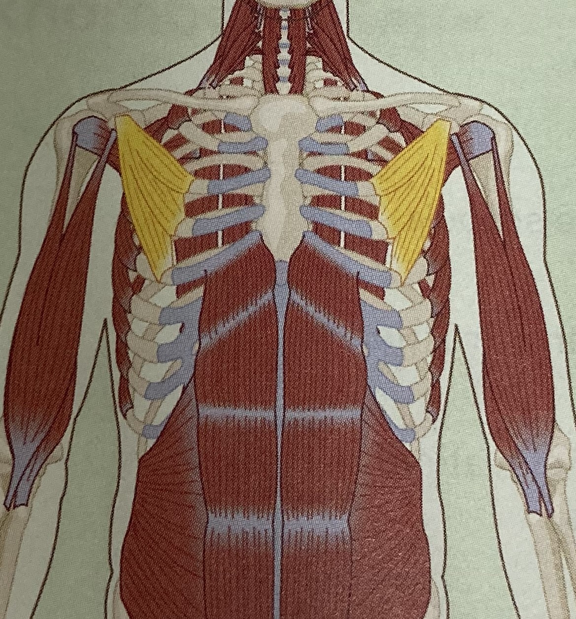 <ul><li><p>category: shoulder musculature</p></li><li><p>origin: ribs 3-5</p></li><li><p>insertion: scapula</p></li><li><p>isolated function: concentric scapular protraction</p></li><li><p>integrated function: eccentric scapular retraction</p></li><li><p>stabilizes the shoulder girdle</p></li></ul><p></p>