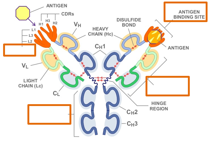 <p>Antigen Binding Site</p>