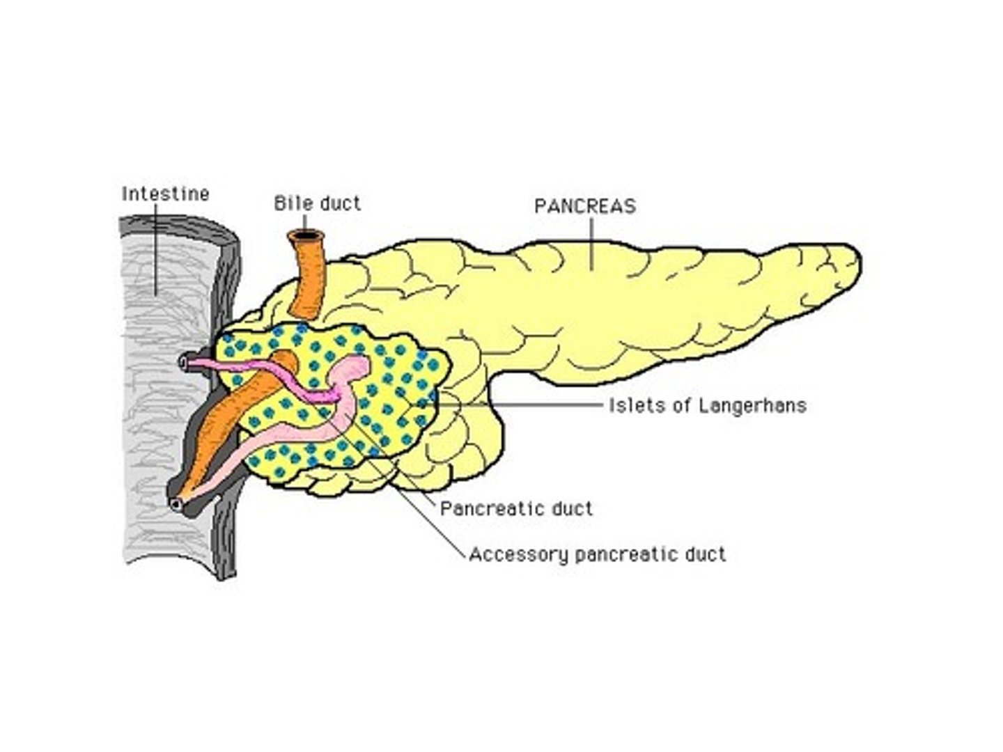 <p>areas of pancreatic cells that produce insulin and glucagon</p>