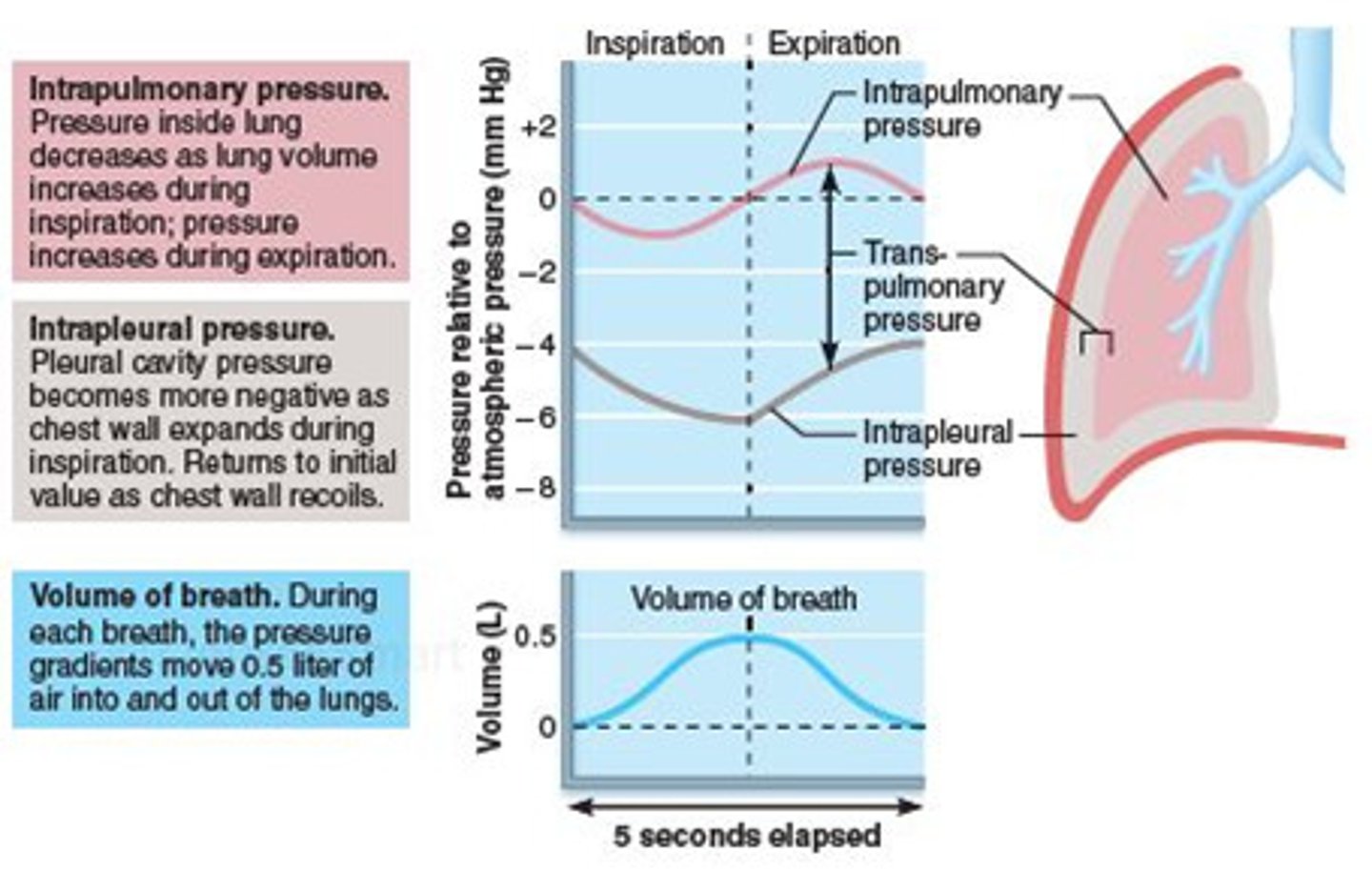<p>1. Beginning inspiration: pressure of gas decreases initially bc volume increases</p><p>2. End inspiration: pressure of gas in lungs goes up bc more gas in the lungs</p><p>NOW EQUAL PRESSURE 760=760</p><p>3. Beginning expiration: gas pressure of alveoli increases bc thoracic wall pushes down on fluid and lungs</p><p>4. End expiration: decrease pressure bc more out out of lungs</p>