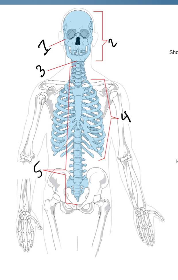 <p>Name the axial skeleton</p>