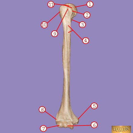 <p><span>Identify bone marking number 10.&nbsp; Large bump.</span></p>