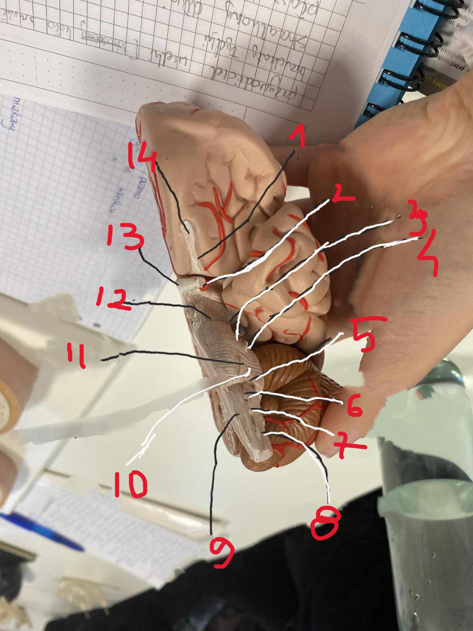<p>12</p>