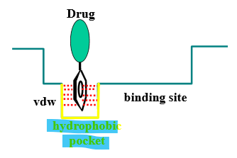 <p>planar &amp; hydrophobic = van der Waals interactions with FLAT hydrophobic regions of binding site</p><p>if the ring is not planar/flat, it is less likely to interact with to hydrophobic regions</p>