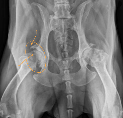 <ul><li><p><span style="background-color: transparent;"><strong><span>Cs: </span></strong></span><span style="background-color: transparent; color: red;"><span>Slow to rise, Morning stiffness, </span><strong><span>Improved after activity</span></strong><span>, Lameness after exercise(pm), Pain</span></span></p></li><li><p><span style="background-color: transparent;"><strong><span>Radiography (#1): </span></strong><span>Evaluates subchondral bone, cartilage lesions, synovium</span></span></p><ul><li><p><span style="background-color: transparent;"><strong><span>Cons:</span></strong><span> Not sensitive in early stages, Limited soft tissue evaluation, </span><strong><span>Poor correlation with clinical signs: do not tx the xray</span></strong></span></p></li></ul></li><li><p><span style="background-color: transparent;"><strong><span>Arthroscopy: </span><u><span>Direct</span></u></strong><span> visualization of joint, diagnostic, therapeutic, </span></span><span style="background-color: transparent; color: red;"><span>assesses cartilage damage</span></span></p></li><li><p><span style="background-color: transparent;"><strong><span>Synovial fluid analysis</span></strong></span><span style="background-color: transparent; color: red;"><strong><span> </span></strong><span>Evaluate cell count + types</span></span><span style="background-color: transparent;"><span>, color, turbidity, viscosity, detect infectious agents</span></span></p><ul><li><p><span style="background-color: transparent;"><strong><span>Cons: </span></strong></span><span style="background-color: transparent; color: red;"><span>Risk of introducing infection → sterile prep</span></span></p></li><li><p><span style="background-color: transparent; color: red;"><span>Preform </span><strong><span>AFTER</span></strong><span> xrays/CT/MRI</span></span></p></li></ul></li></ul><p></p>