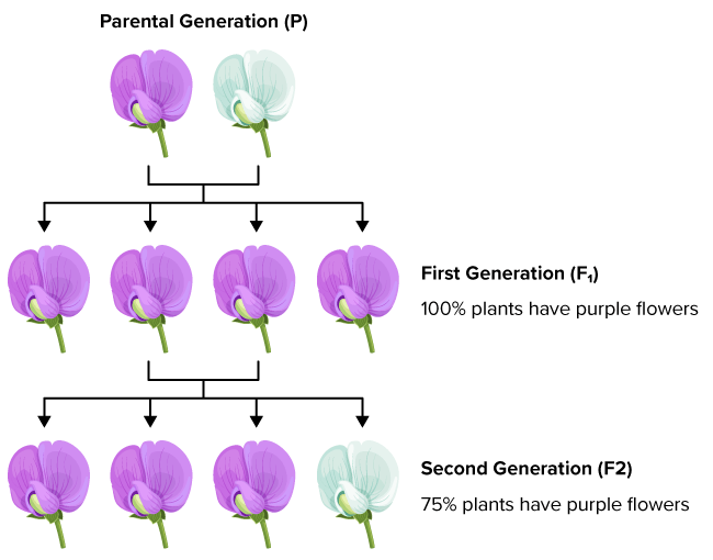 <p>The resultant offspring of a cross between a homozygous dominant-phenotype organism and a homozygous recessive-phenotype one.</p>