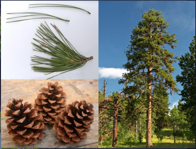 <p>- Needles usually longer than 7 cm, in fascicles of 2 or 3</p><p>- Old bark thick with deep furrows, smells like cream soda</p><p>- Cones open, falling from tree, armed with a sharp prickle</p>