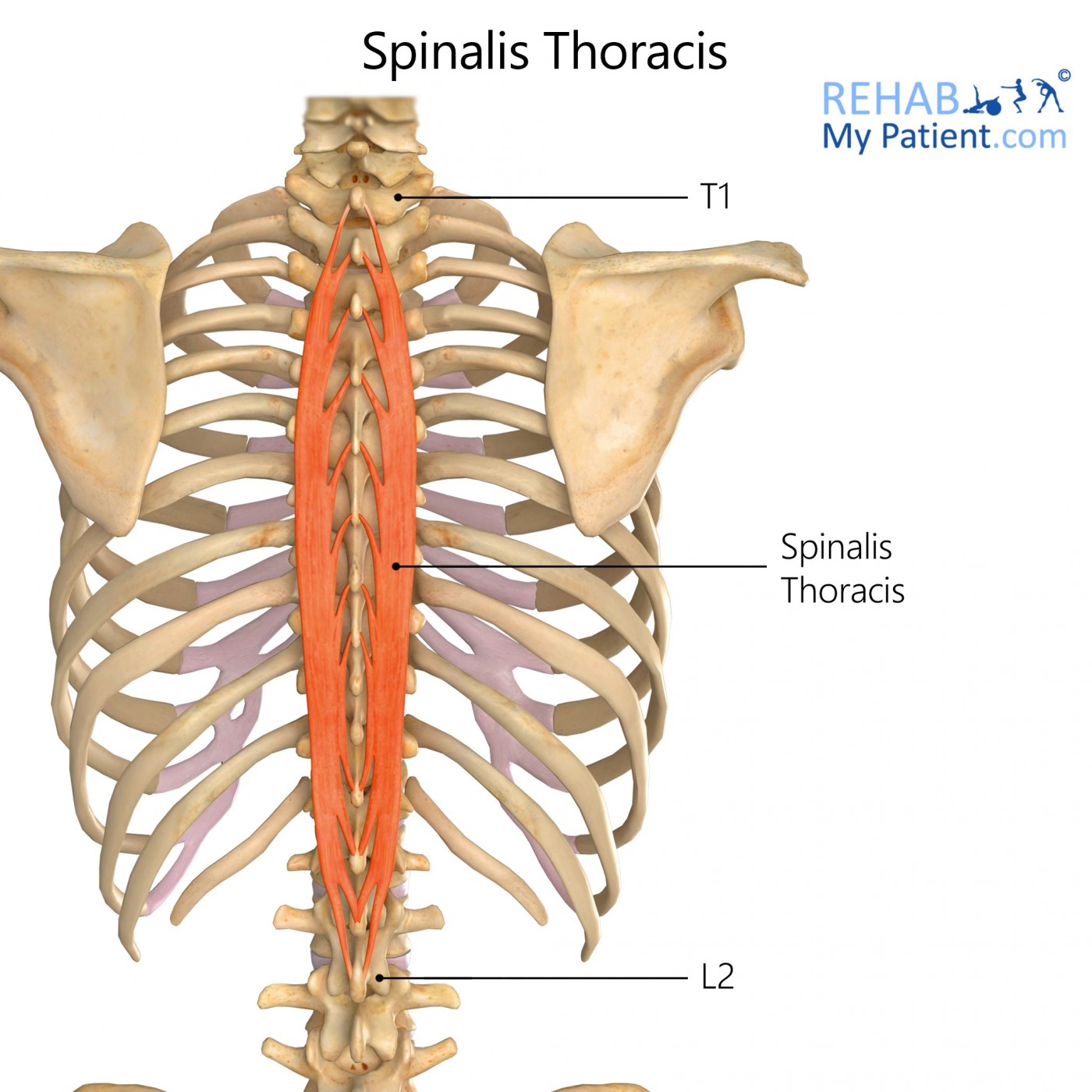 <p><strong>Proximal + Distal Attachment</strong></p><p>Spinous process to spinous process as distal as L2 (fibers cross over multiple levels)</p><p><strong>Peripheral Innervation</strong></p><p>posterior rami of spinal nerves</p><p><strong>Action</strong></p><p>Back extension (FYI for lab: well developed in thoracic region ONLY)</p>