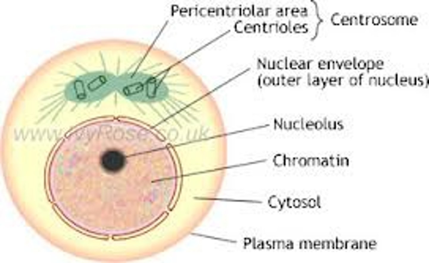 <p>The period in the cell cycle when the cell is not dividing. During interphase, cellular metabolic activity is high, chromosomes and organelles are duplicated, and cell size may increase. Interphase often accounts for about 90% of the cell cycle.</p>