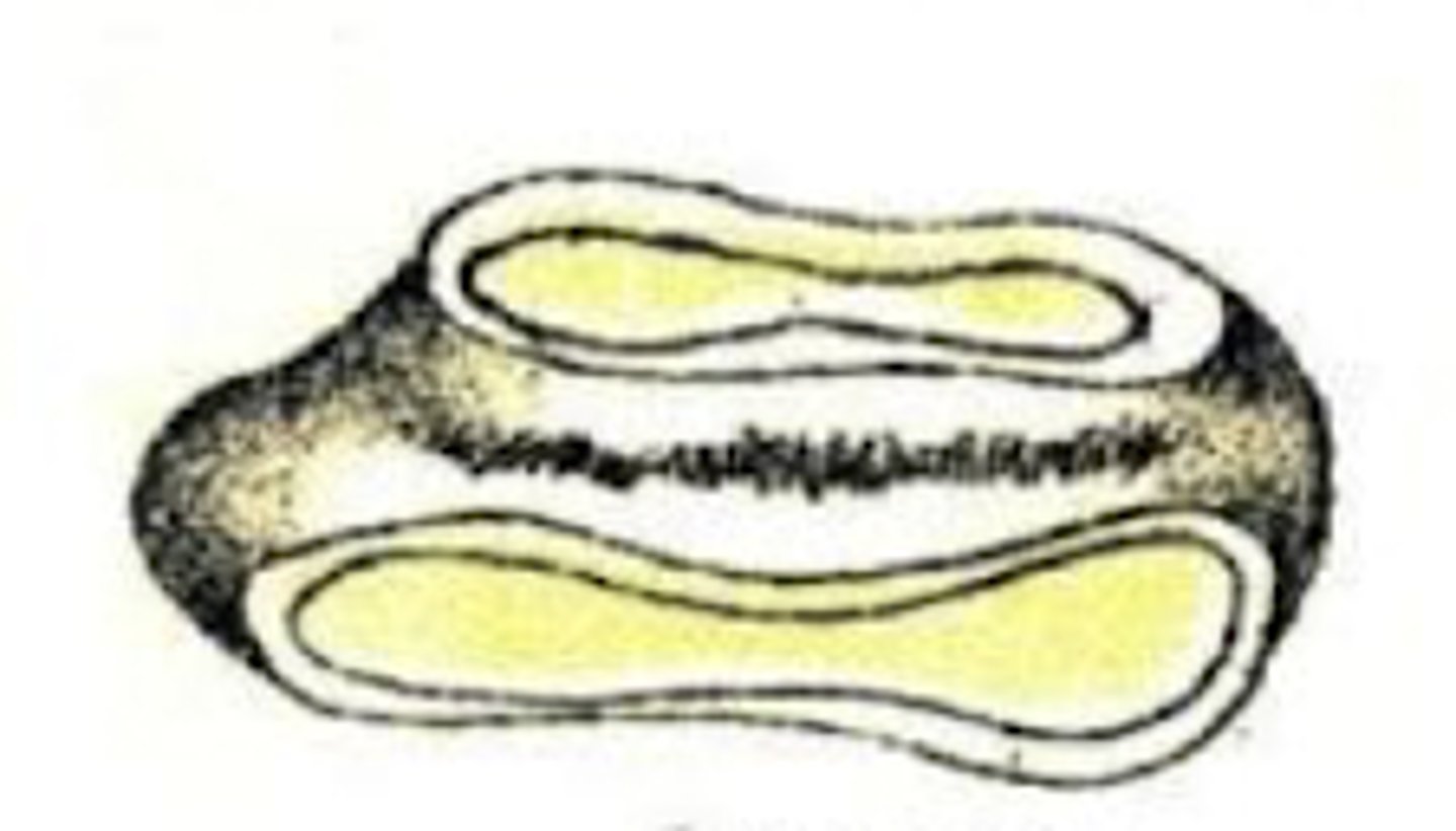 <p>What is the age of this horse?</p>