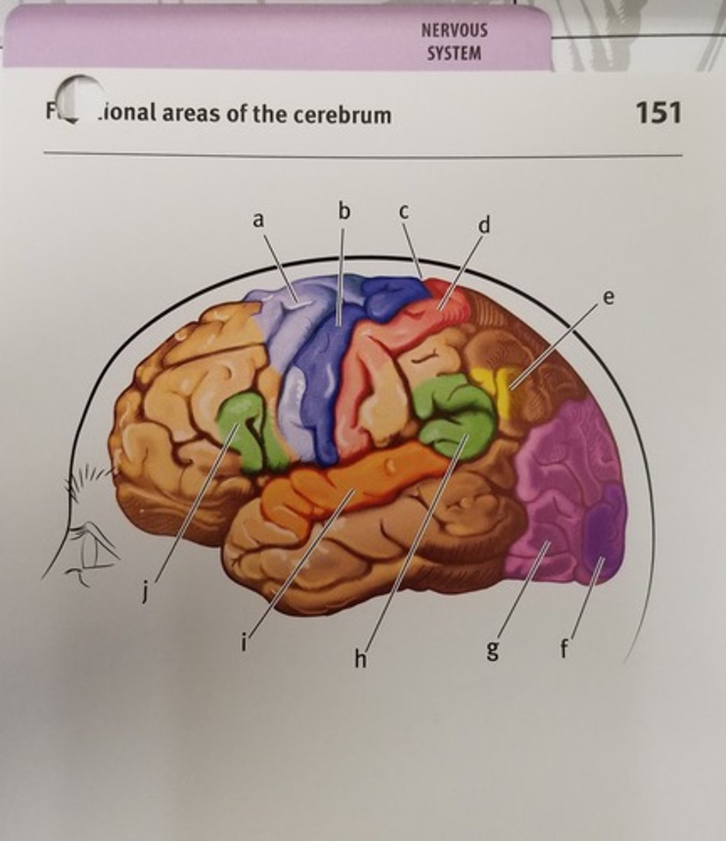<p>Receives and process' sensory nerve impulses from eyes</p>