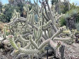 <p><em>Cylindropuntia</em></p>