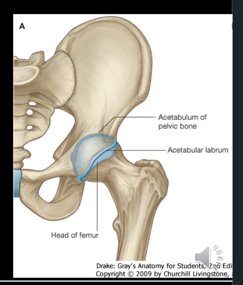 <p>This is because nearly the entire head of the femur is within the acetabulum, in comparison with the humerus which is almost floating in the glenoid cavity within a mild labrum. </p>