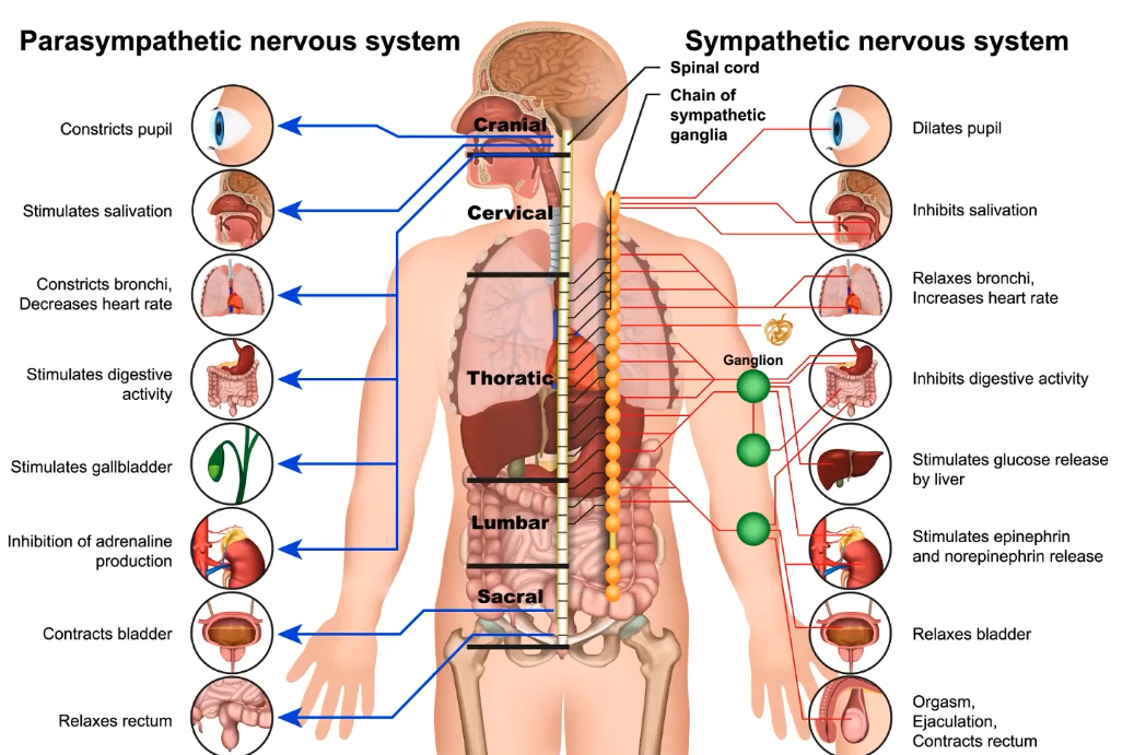 Sympathetic NS <br />v.s. <br />Parasympathetic NS