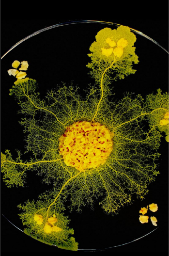 <p>-organizmy grzybopodobne (Amoebozoa)<br>-ściana kom: galaktozoamina (obecna tylko przed wytwarzaniem zarodników)<br>-mat. zap: glikogen i tłuszcze<br>-stadium wegetatywne: śluźnia (plasmodium), faza dominująca 2n<br>-odżywianie: fagocytoza</p>