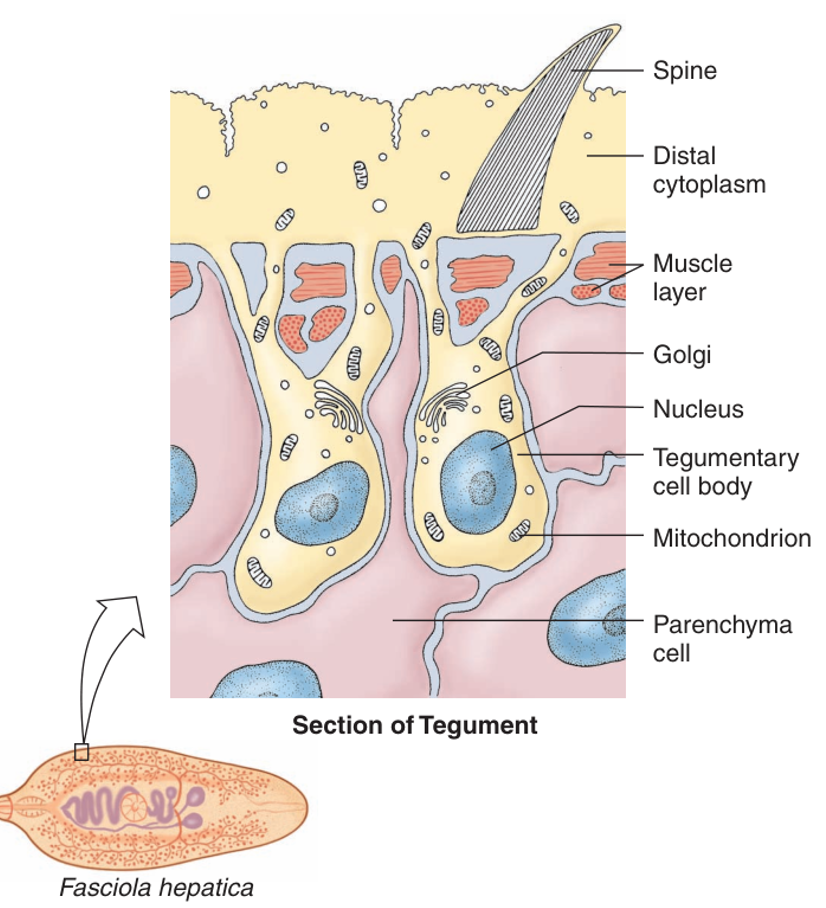 <p>syncytial epidermis covering of parasitic flatworms → protects worm + absorbs nutrients </p>