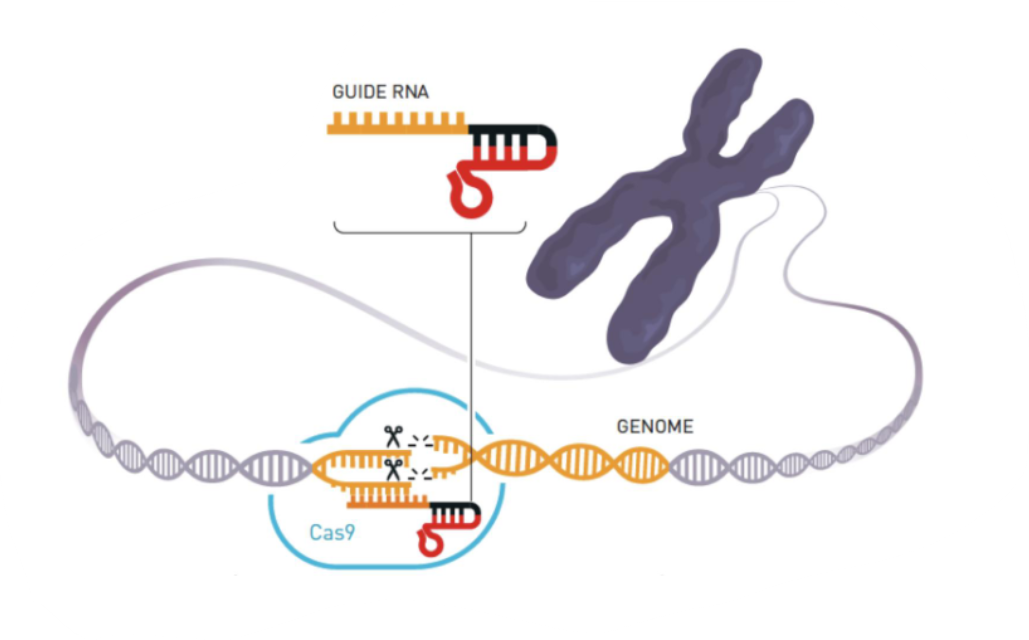 <ul><li><p>Researchers fused tracrRNA and crRNA into a single molecule called guide RNA (<strong><mark data-color="yellow" style="background-color: yellow; color: inherit;">gRNA</mark></strong>) → gRNA was the key to modifying the CRISPR-Cas9 system so that it cuts the DNA at a location decided by the researcher</p></li><li><p><u>Cas9 enzyme forms a complex with gRNA</u></p></li></ul><p></p>