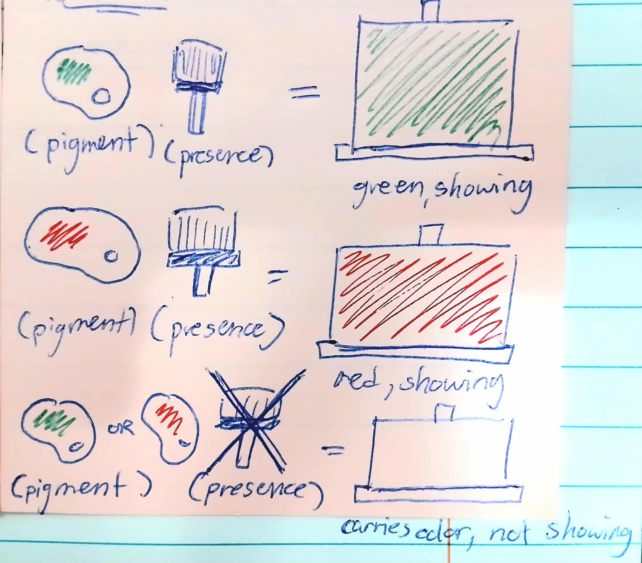 <p>an INTERACTION between the products of two genes in which <strong>one of the genes (one pair of alleles) modify the phenotypic expression produced by the other gene (the other pair of alleles)</strong><br><br>EX: lets say letter A is for the color (<strong>the hypostatic gene</strong>) (lets use red), and letter B is for whether or not the color shows (<strong>the epistatic gene</strong>)<br><br>1. AABB (color is red, and it shows)</p><ol start="2"><li><p>AaBB (color is red, and it shows)</p></li><li><p>AABb (color is red, and it shows)</p></li><li><p>aaBB (color is white, and it shows)</p></li><li><p>aaBb (color is white, and it shows)</p></li><li><p>aabb (color isnt red, and it doesnt show - still white)</p></li><li><p>EEbb (color is red, but it doesnt show, so it makes a completely different color)</p></li><li><p>Eebb (color is red, but it doesnt show, so it makes a completely different color)</p></li></ol><p></p>