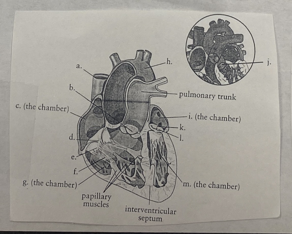<p>Anatomy of the Heart</p>