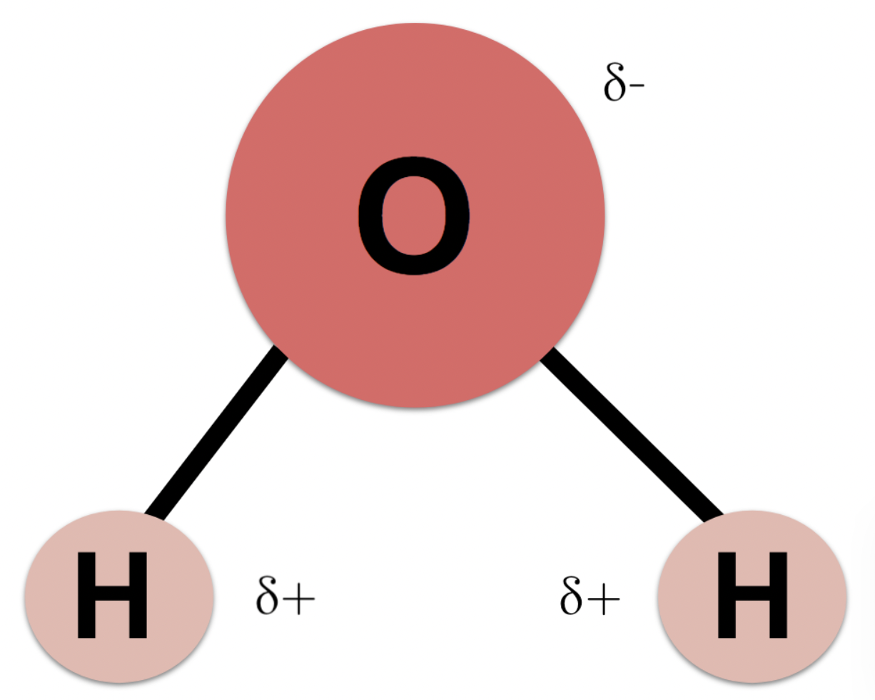 <p>Are water molecules polar ? </p>
