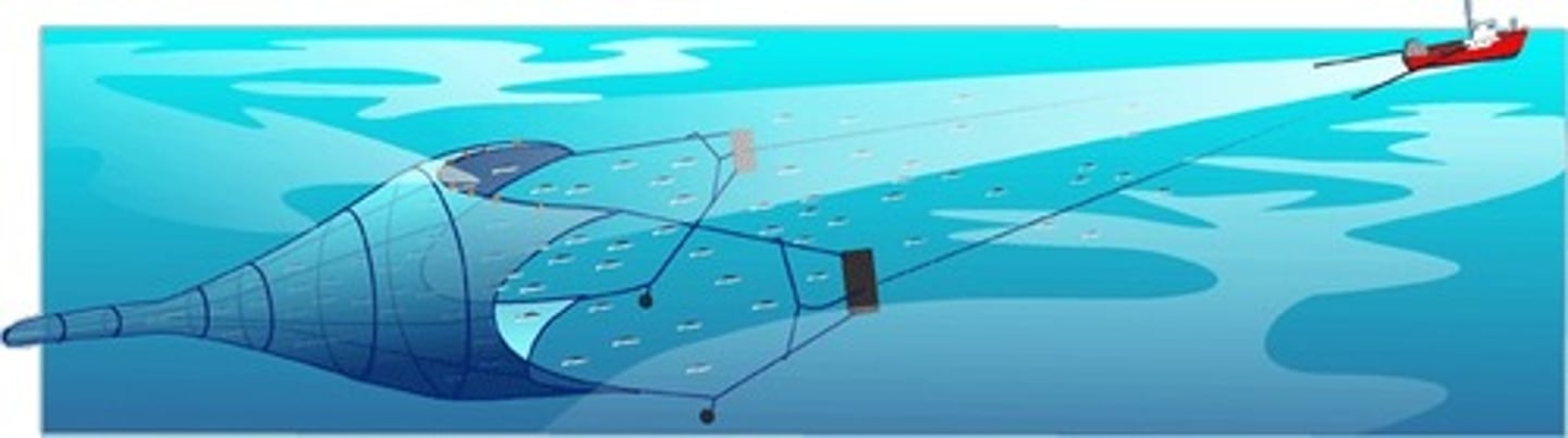 <p>bag-shaped net dragged along the ocean floor</p>