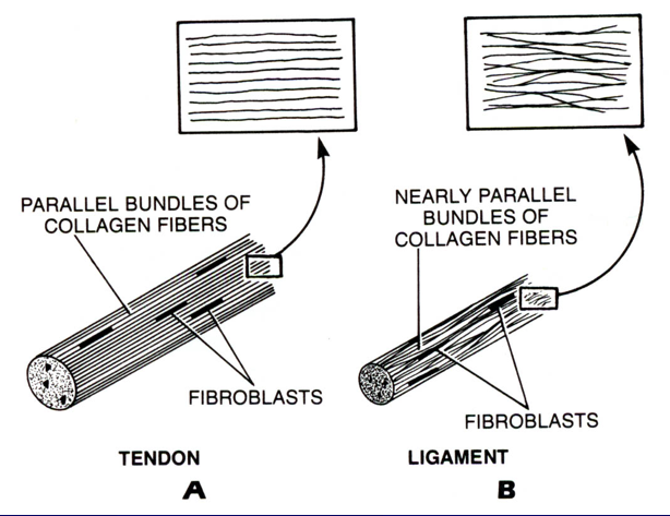 <p>this diagram shows</p>