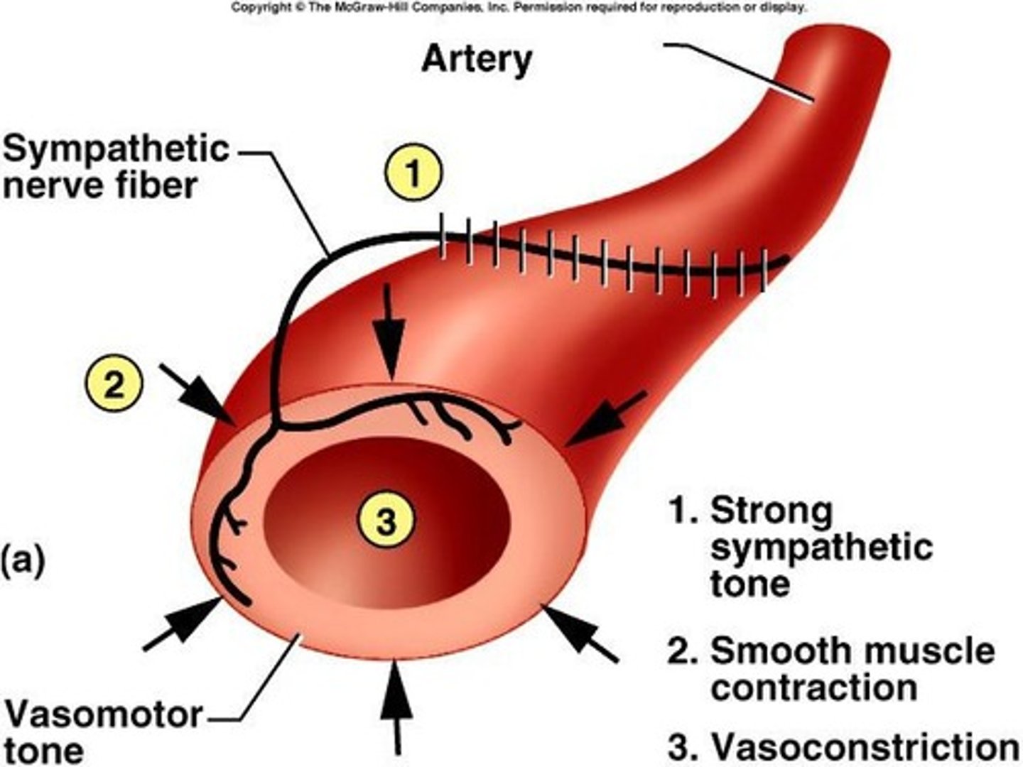 <p>Blood vessels to skeletal and cardiac muscles receive increased blood flow, while blood flow to skin is reduced.</p>