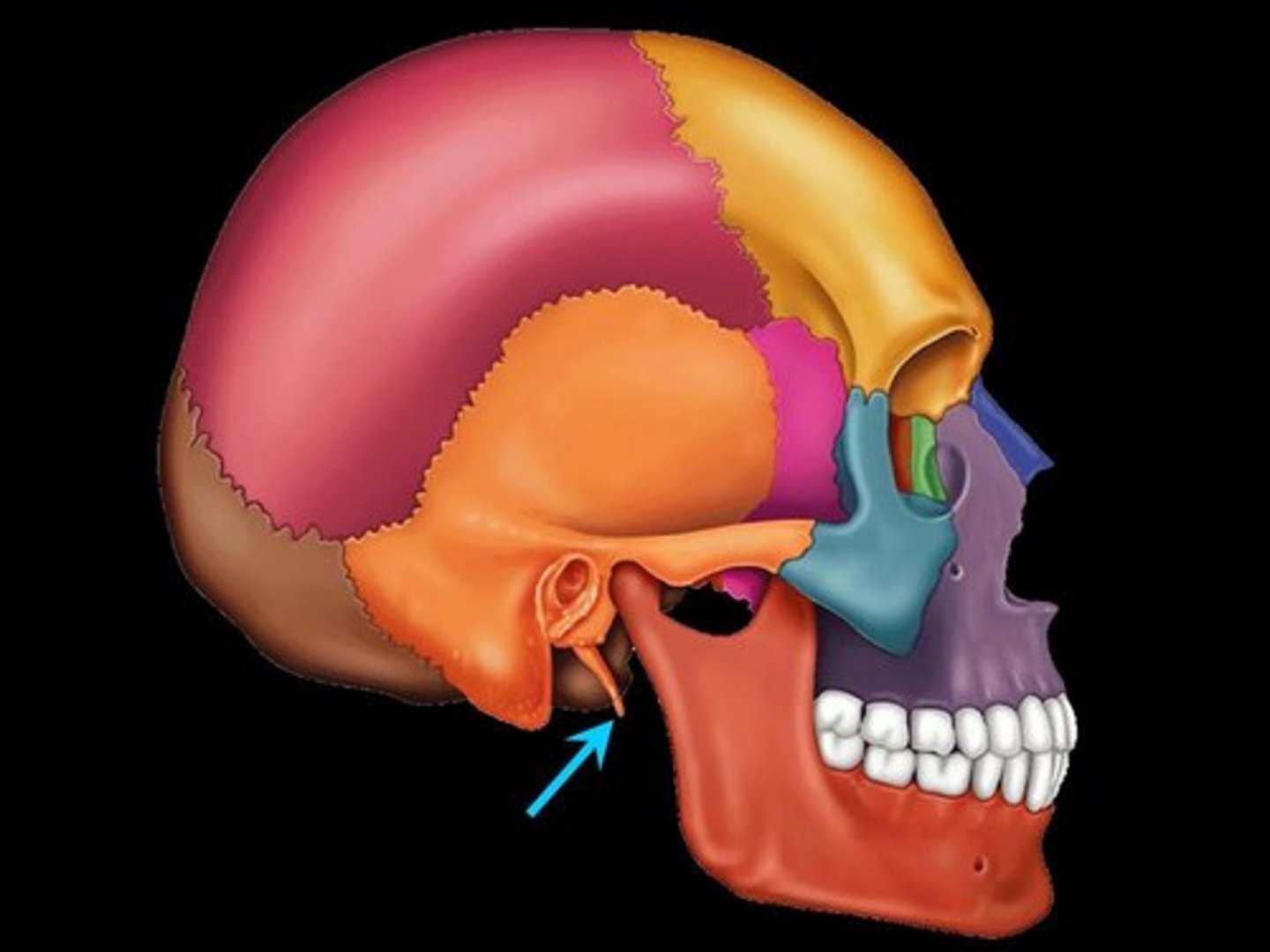 <p>pole-like process extending downward from the temporal bone on each side of the skull</p>