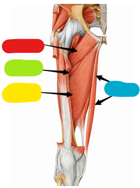 <p>name the blue muscle</p>