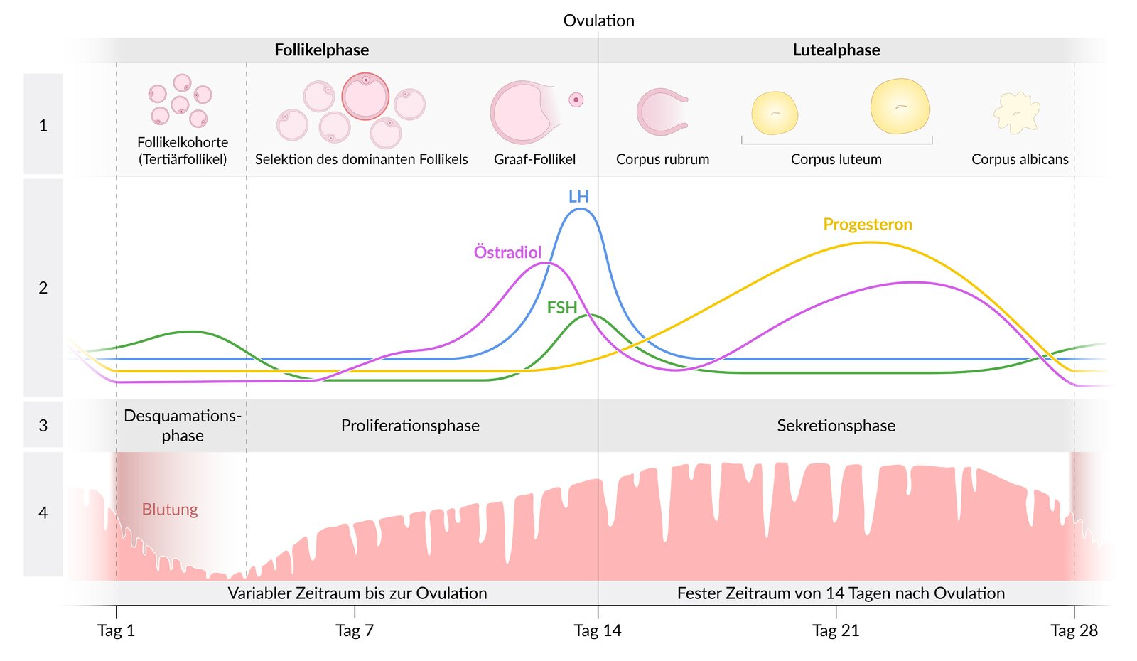 <p>E. Progesterone</p>