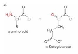 <p>What is the enzyme and product ?</p>