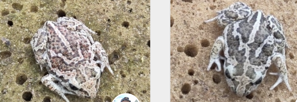 <p>Grzebieniuszka ziemna</p>