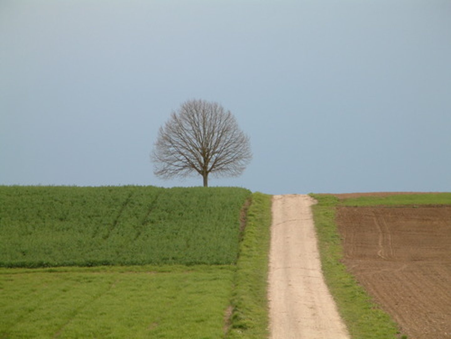 <p>tree</p>
