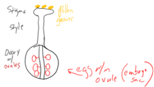 <p>tube cell forms pollen tube, generative cell divides by mitosis and cytokinesis to produce 2 1N sperm</p>