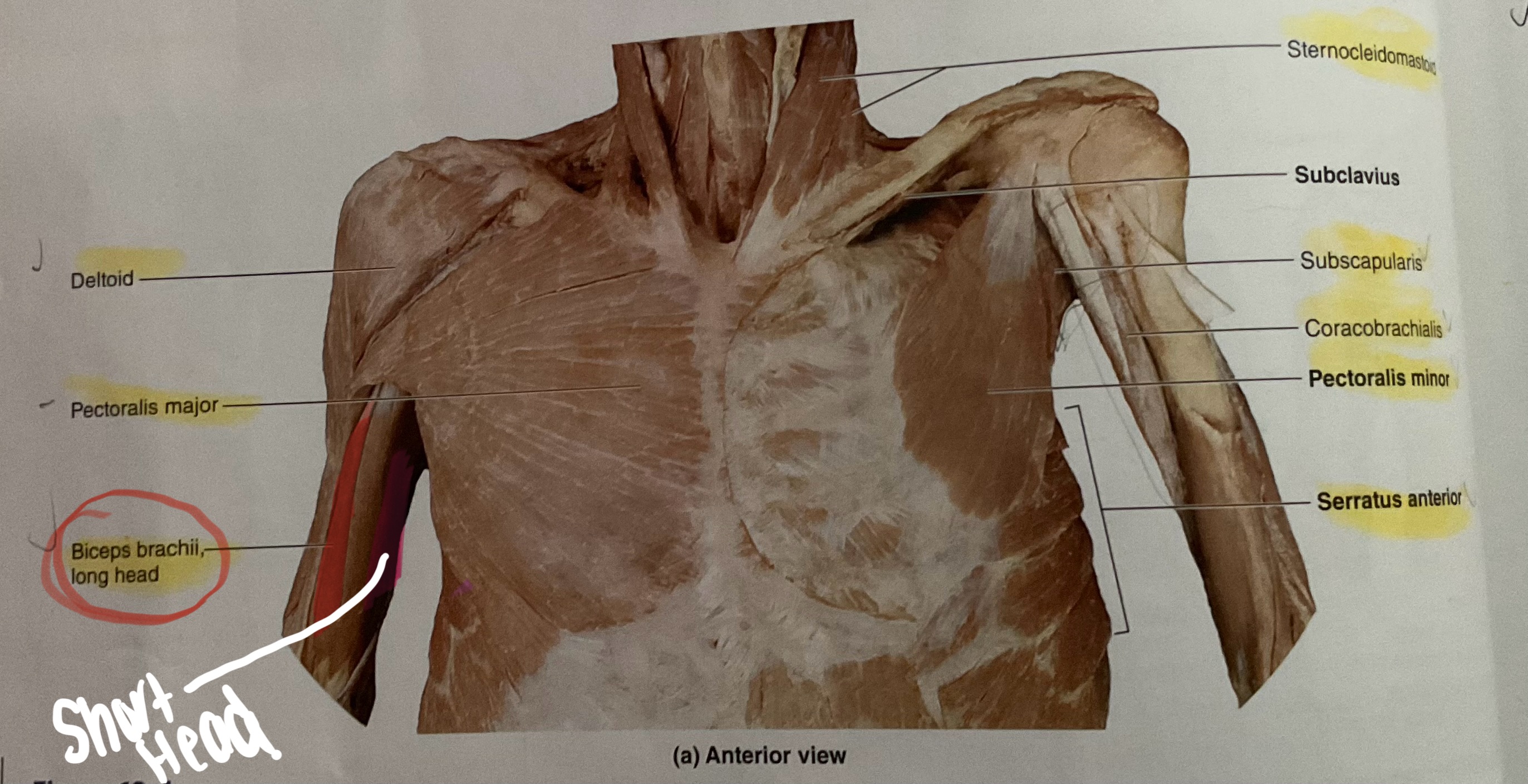 <p>Origin: Long head- supraglenoid tubercle; Short head- Coracoid process </p><p>Insertion: Radial tuberosity </p><p>Action Flex elbow; supinate( outward rotation) radius</p>