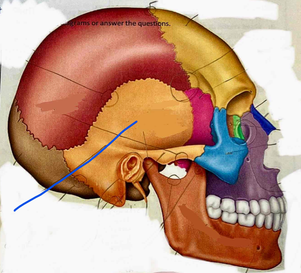 <p>Name the bone</p>