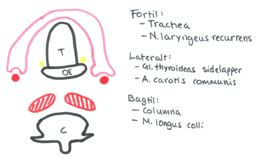 De første 5 cm fra cartilago cricoidea til apertura thoracis superior udgører pars cervicalis.

*Dorsalt: *
-Hvirvelsøjlen
-Prævertebrale muskulatur 
(m. longus colli)
-retroesophageale rum

*Lateralt:*
- a. carotis communis
- gl. thyreoidea 

*Ventralt: *
-Trachea 
-nn. laryngeus recurrens