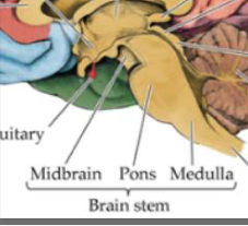 <ul><li><p>midbrain</p></li><li><p>pons</p></li><li><p>medulla </p></li></ul>